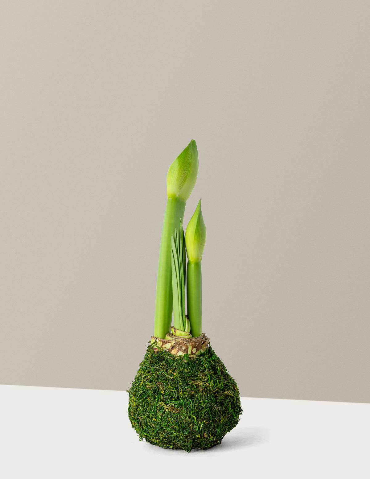 Waxed Amaryllis Bulb