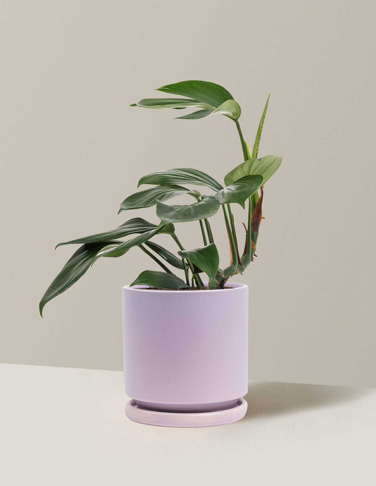 Dragon Tail Plant with Planter - Medium (10-14