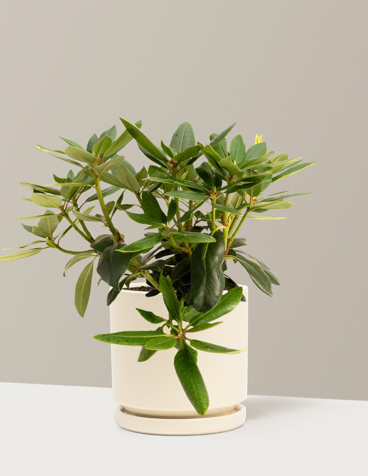 plant rhododendron in pot Roseum Pink Rhododendron