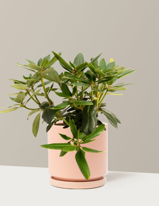 Roseum Pink Rhododendron