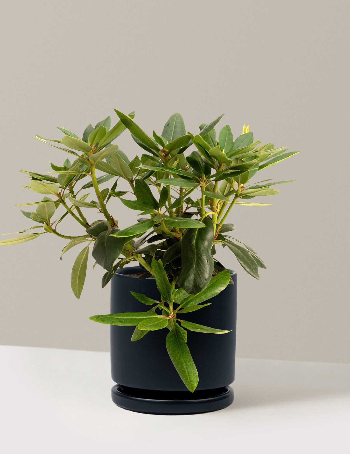 Roseum Pink Rhododendron