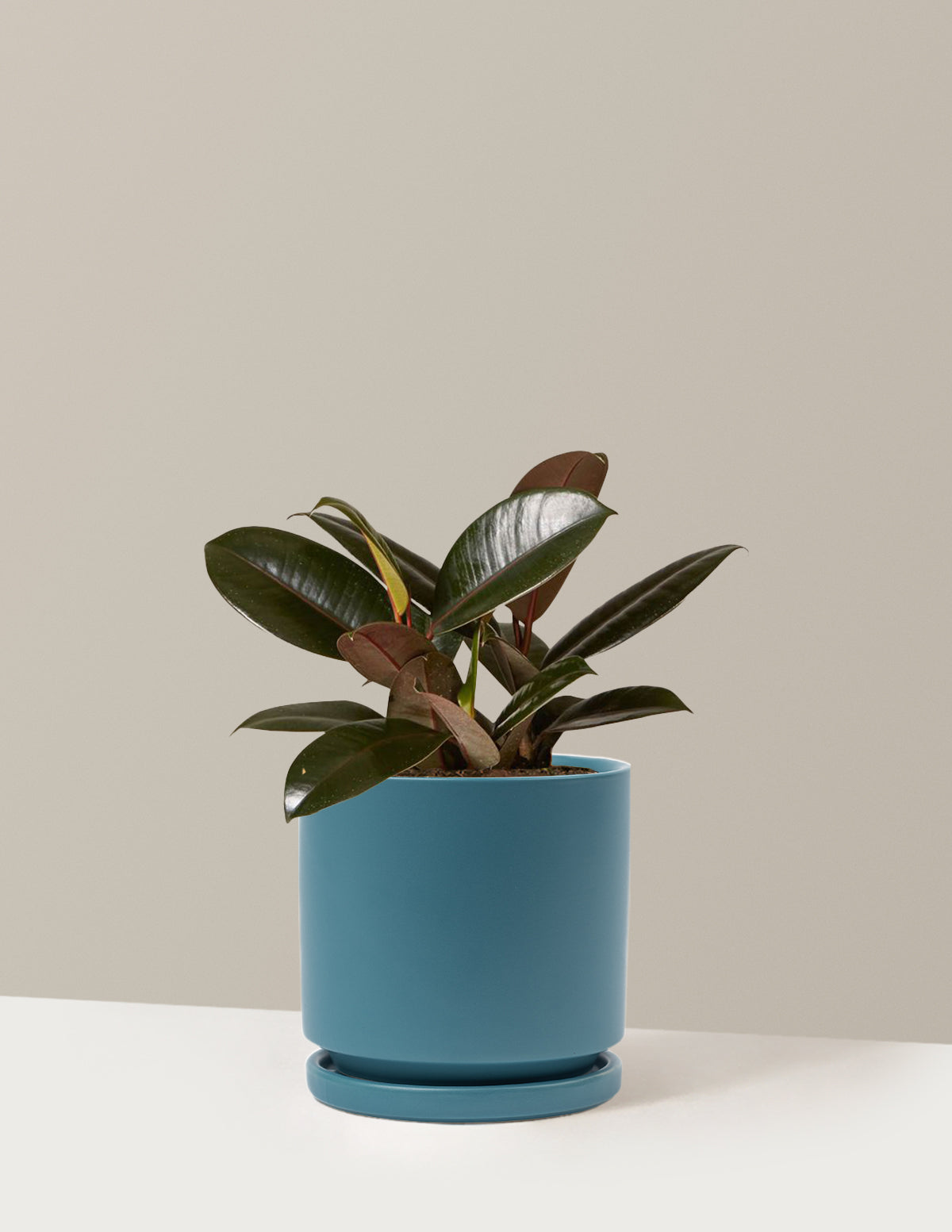 Ficus Burgundy Rubber Plant