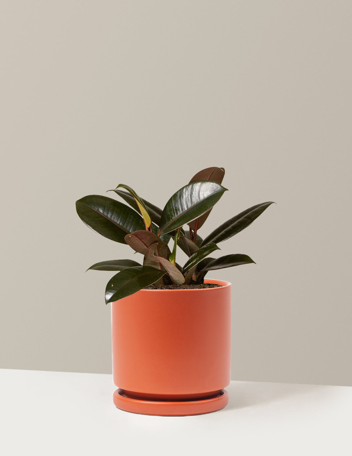 Ficus Burgundy Rubber Plant