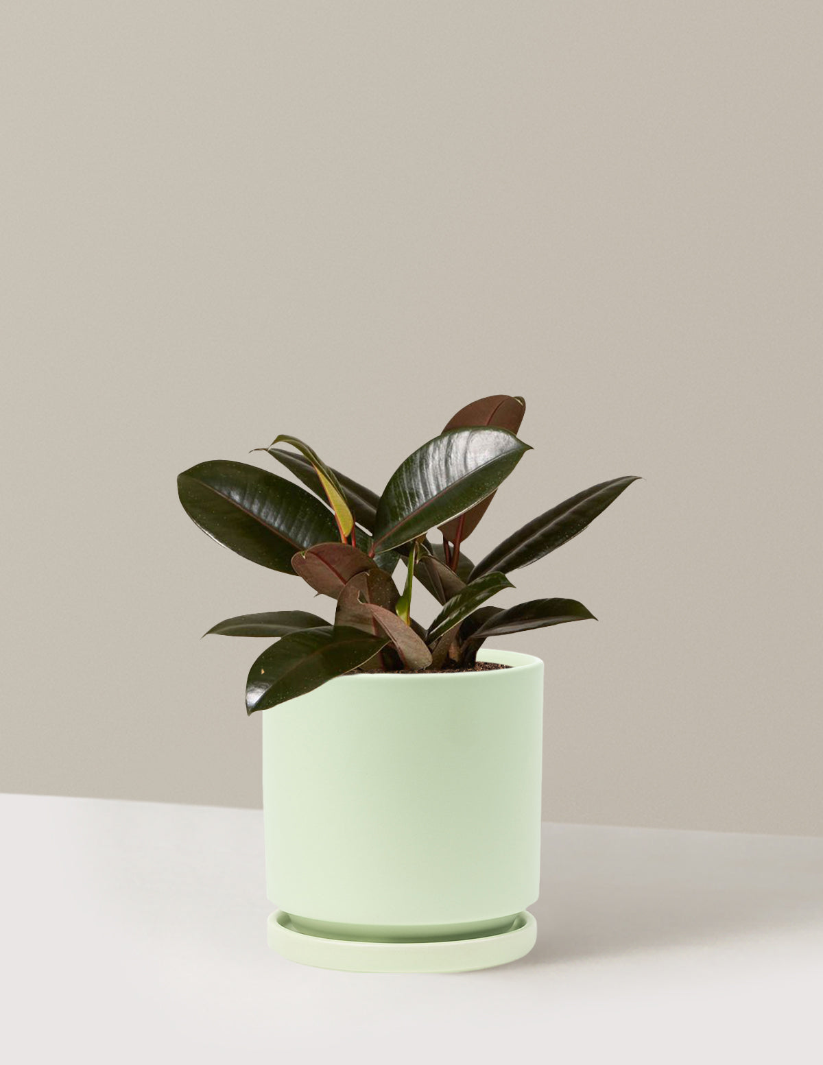 Ficus Burgundy Rubber Plant