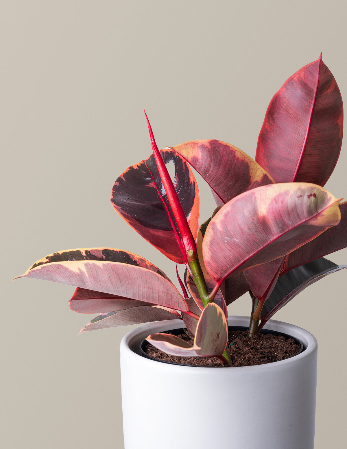 red ruby rubber tree Ficus Ruby Houseplant with Planter - Medium (8"-12" tall) Black Planter