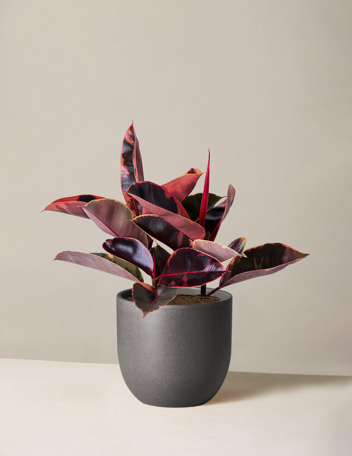 Ficus Ruby