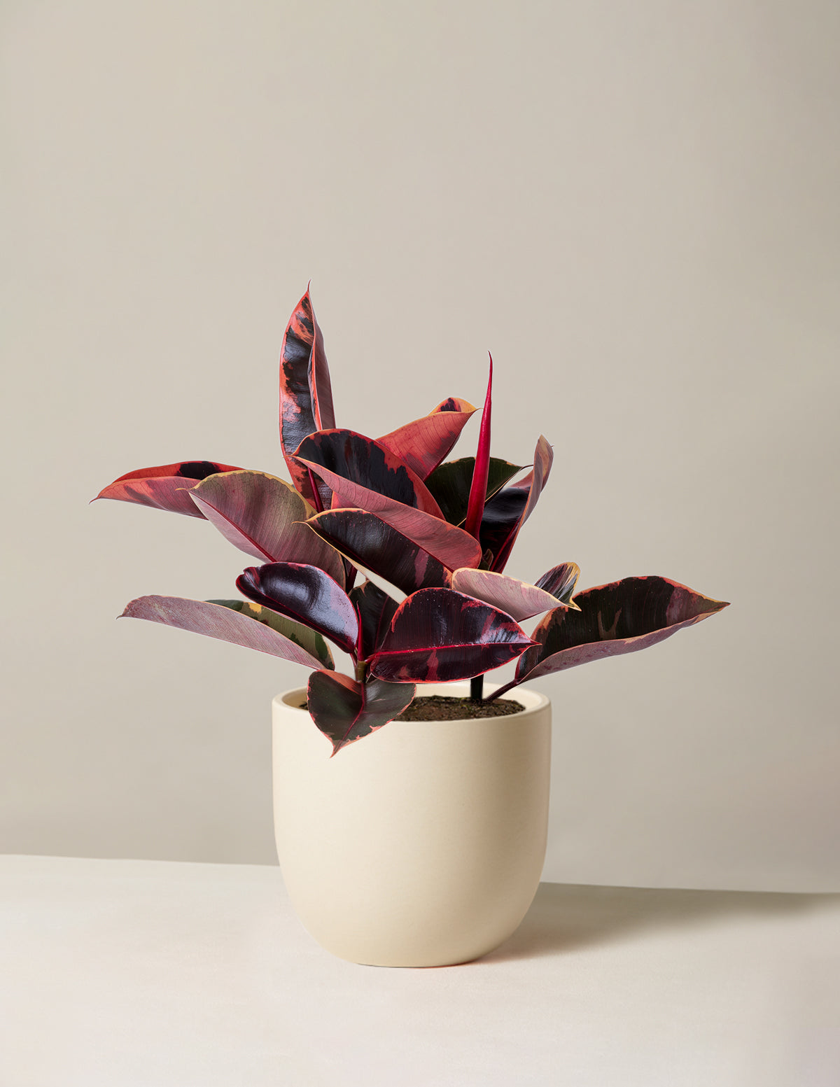 Ficus Ruby