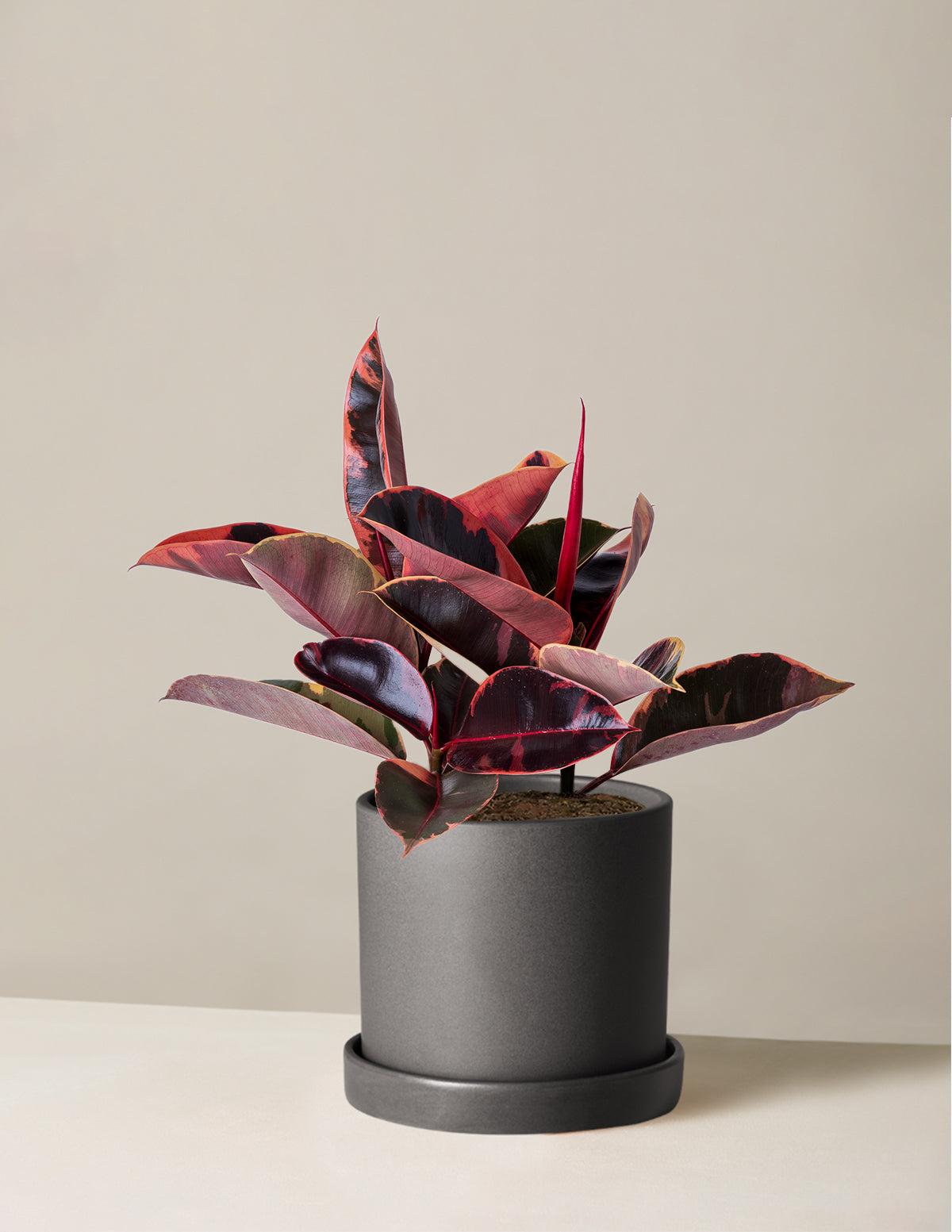 Ficus Ruby