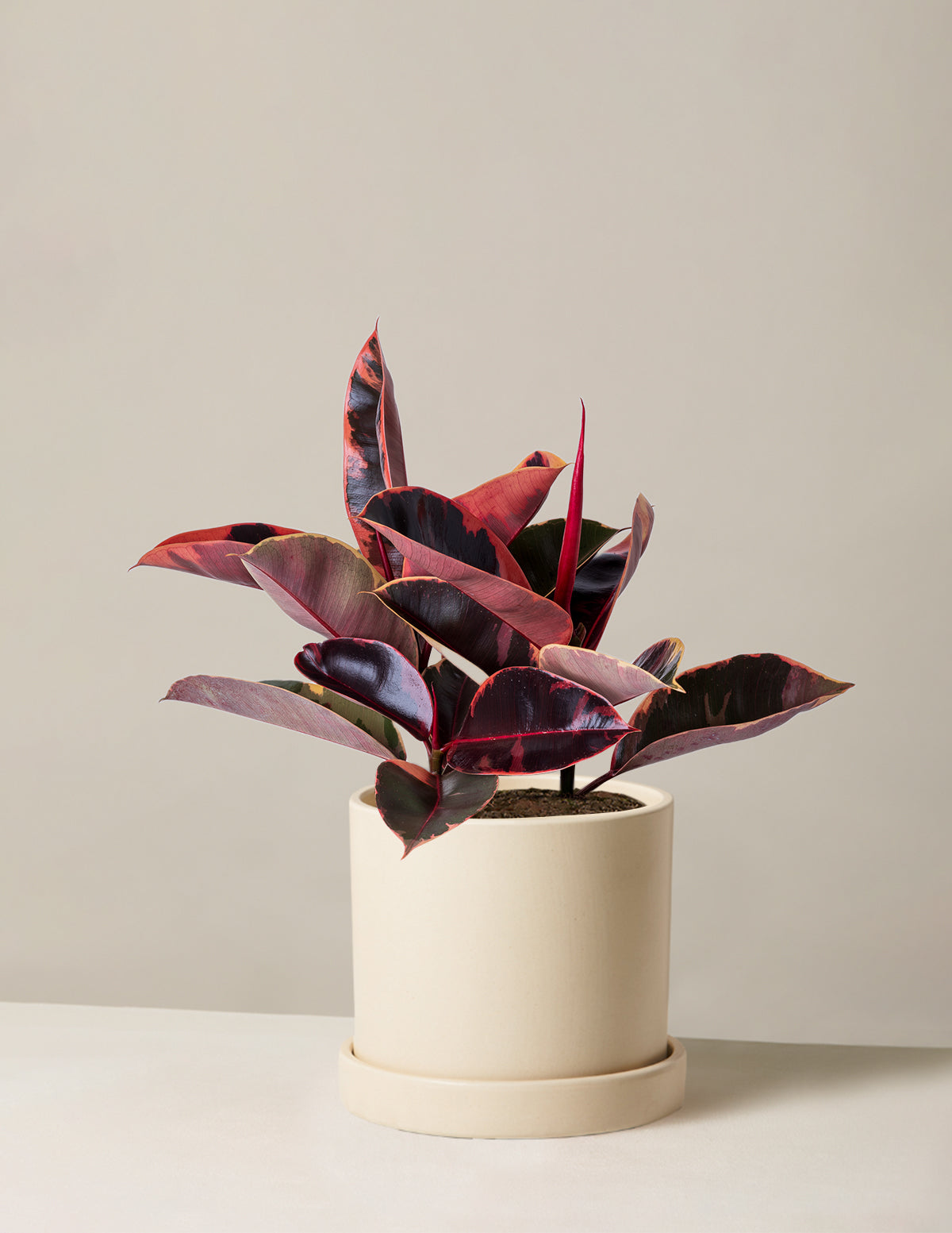 Ficus Ruby