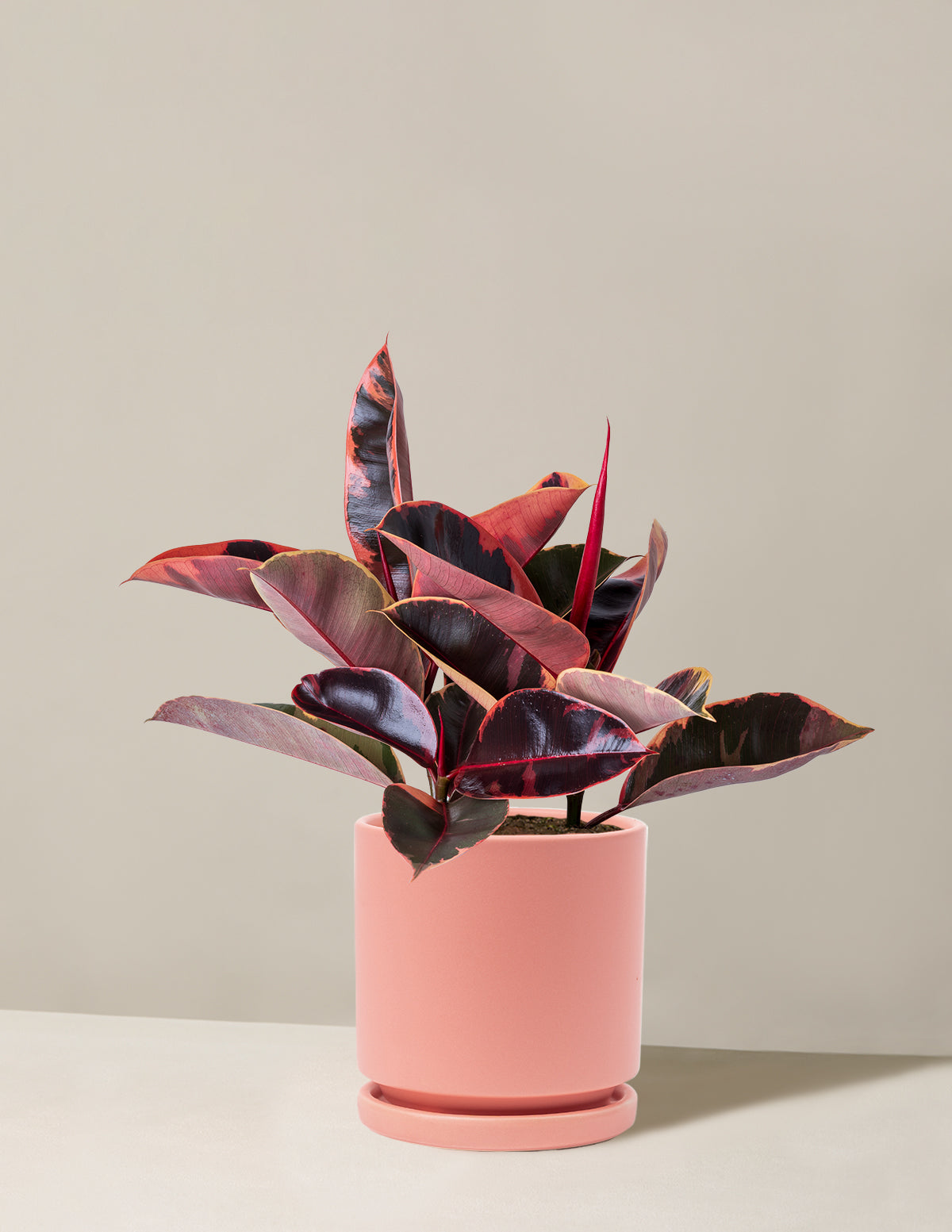 Ficus Ruby