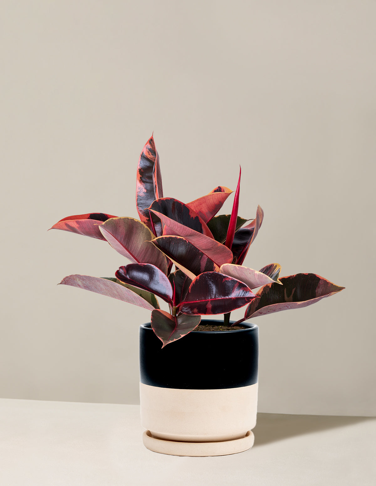 Ficus Ruby