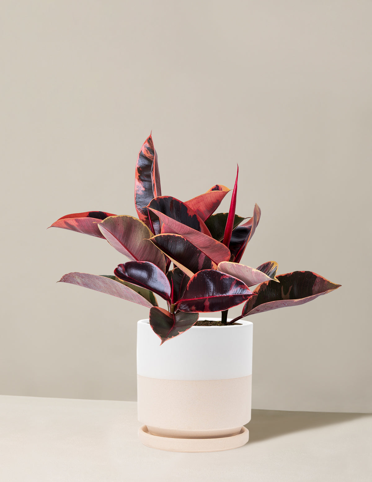 Ficus Ruby