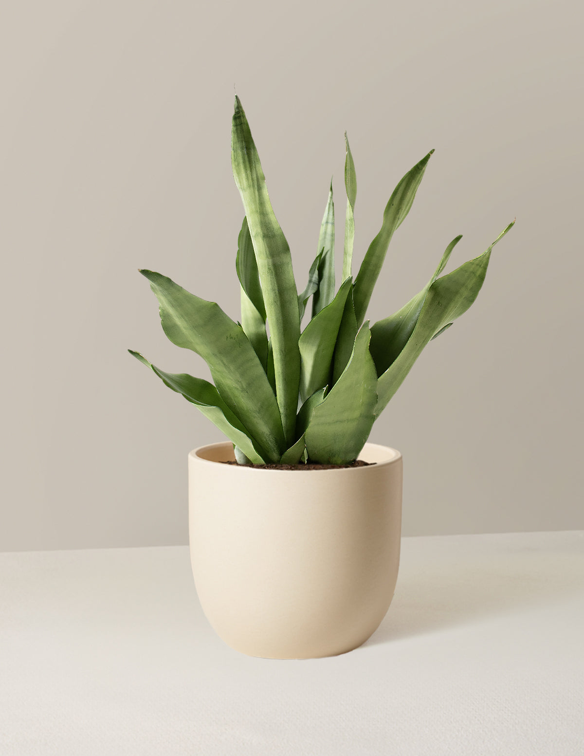 Moonshine Snake Plant