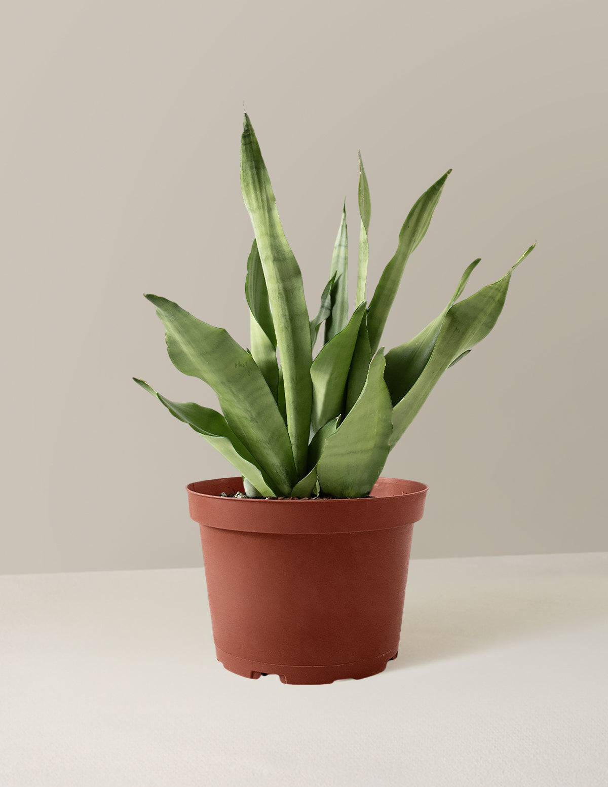 Moonshine Snake Plant