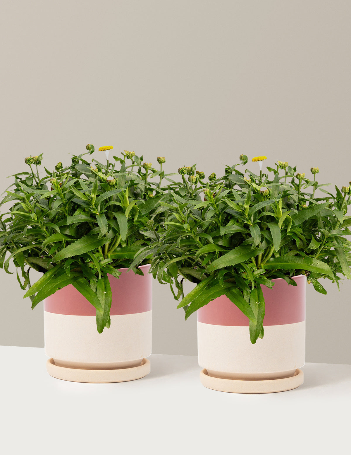 Shortstop™ Shasta Daisy