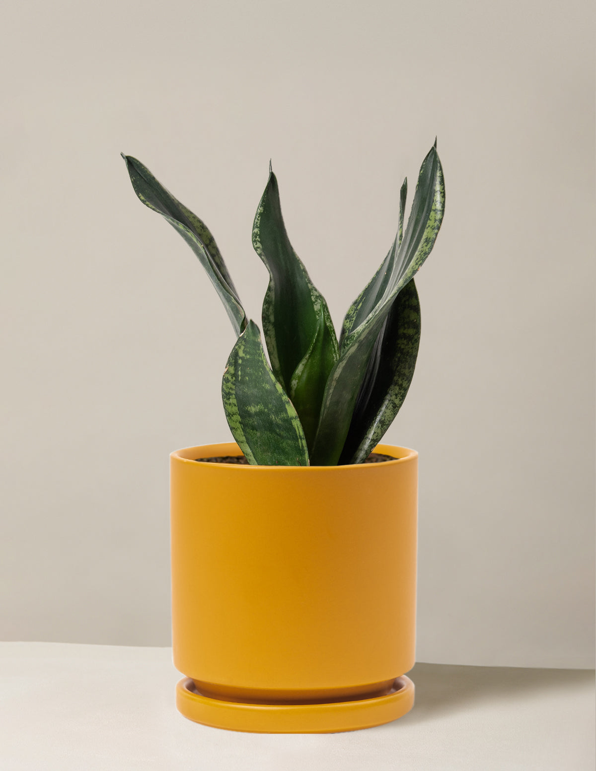 Snake Plant Silver Flame