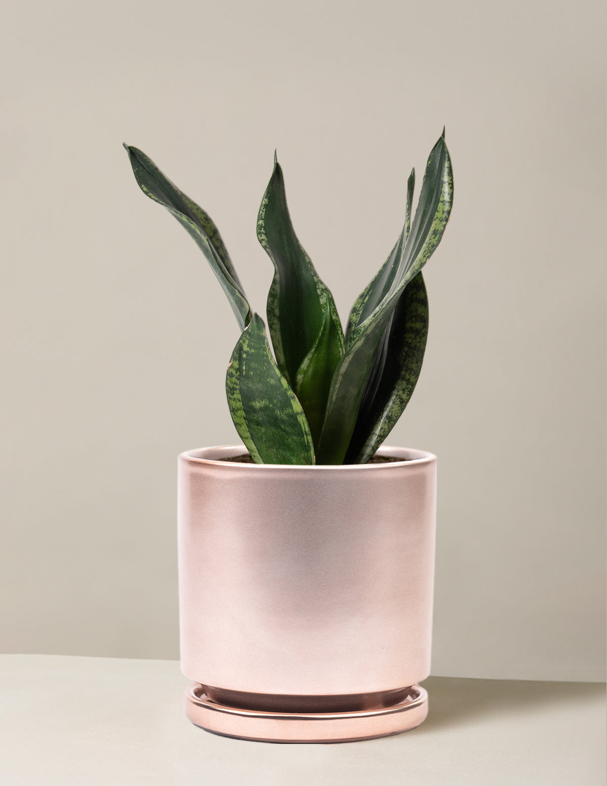 Snake Plant Silver Flame