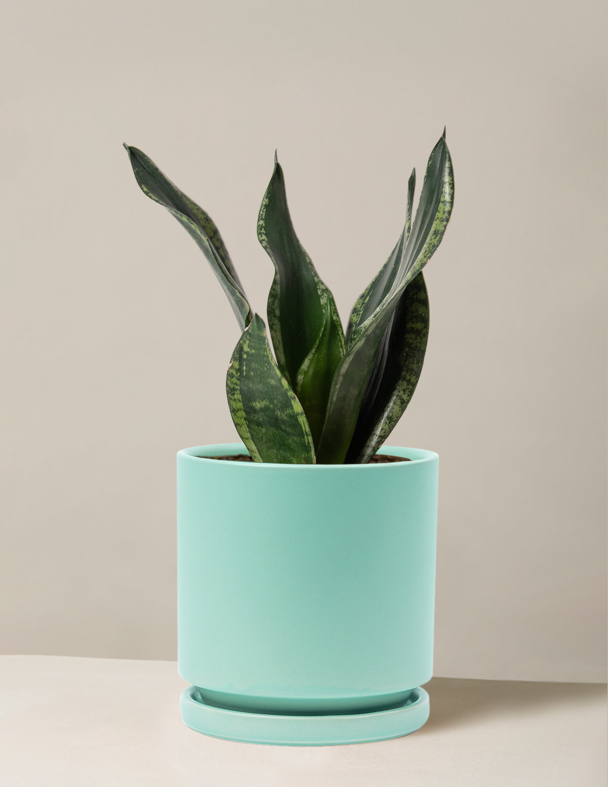 Snake Plant Silver Flame