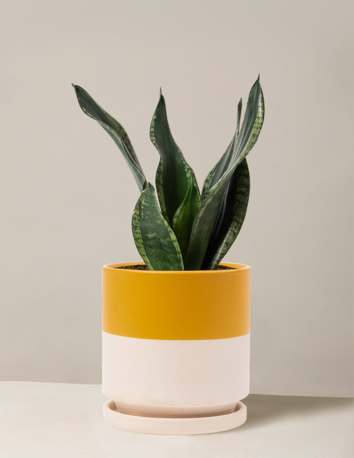 Snake Plant Silver Flame