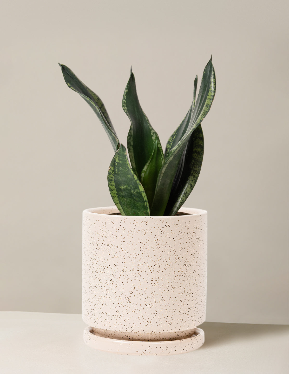 Snake Plant Silver Flame