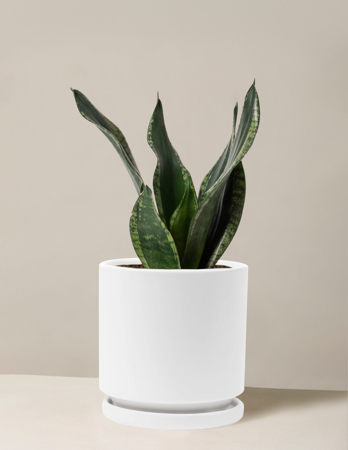 Snake Plant Silver Flame