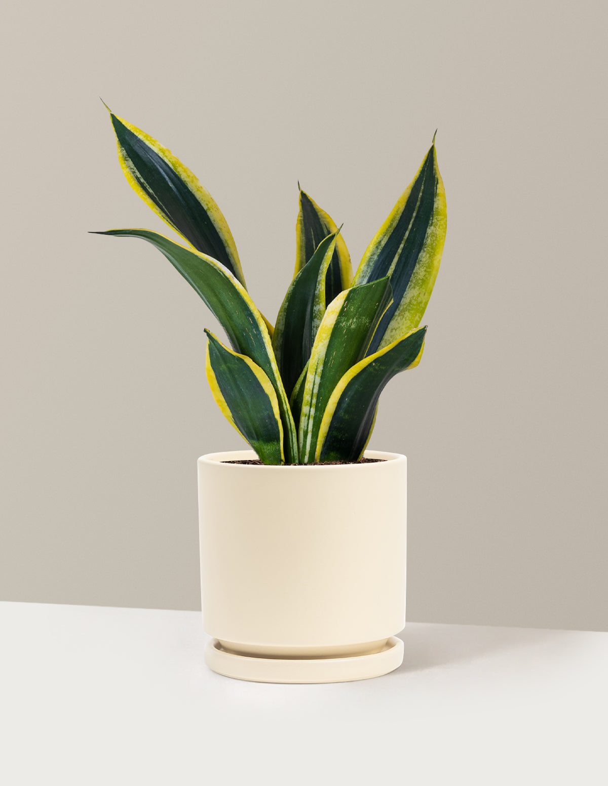 Snake Plant Black Gold