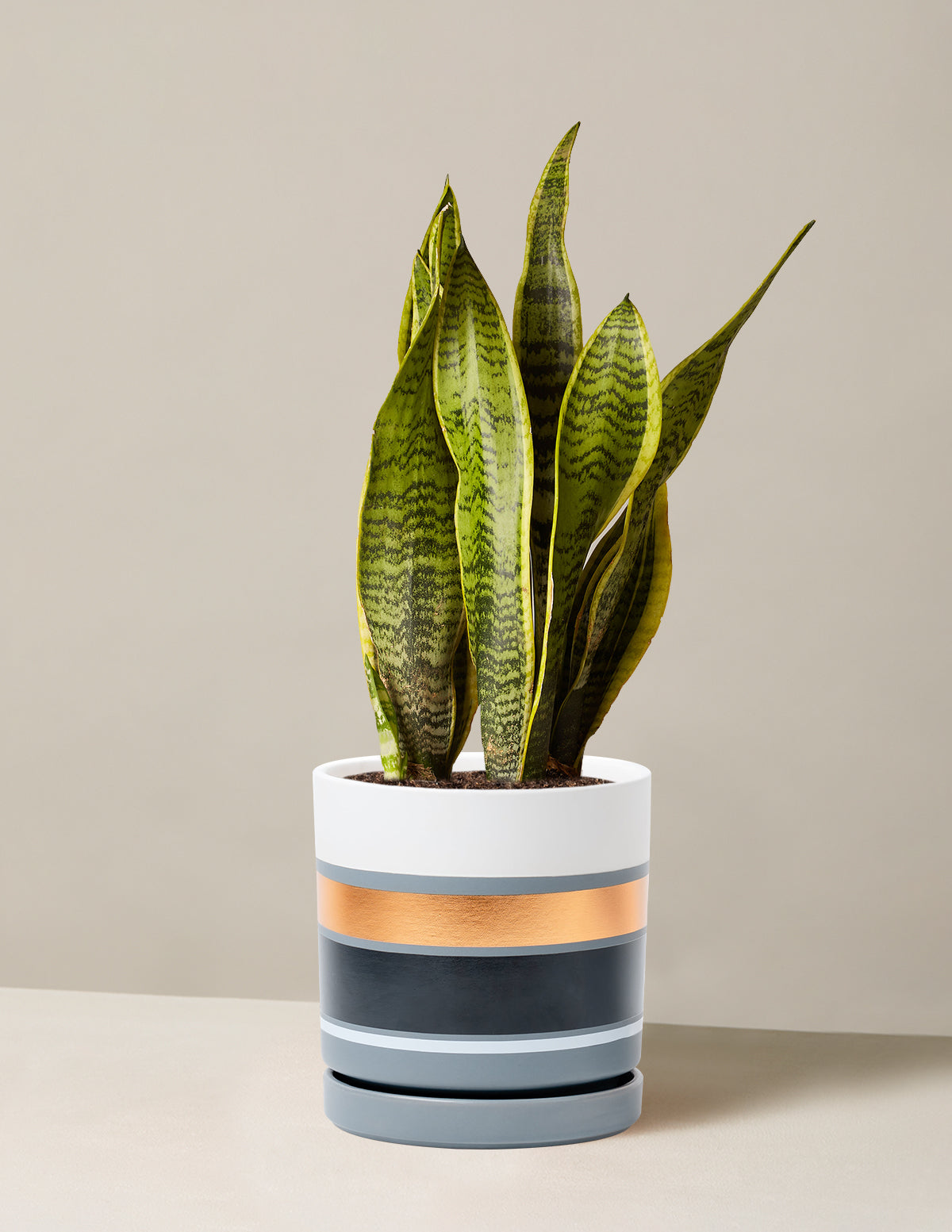 Snake Plant Laurentii