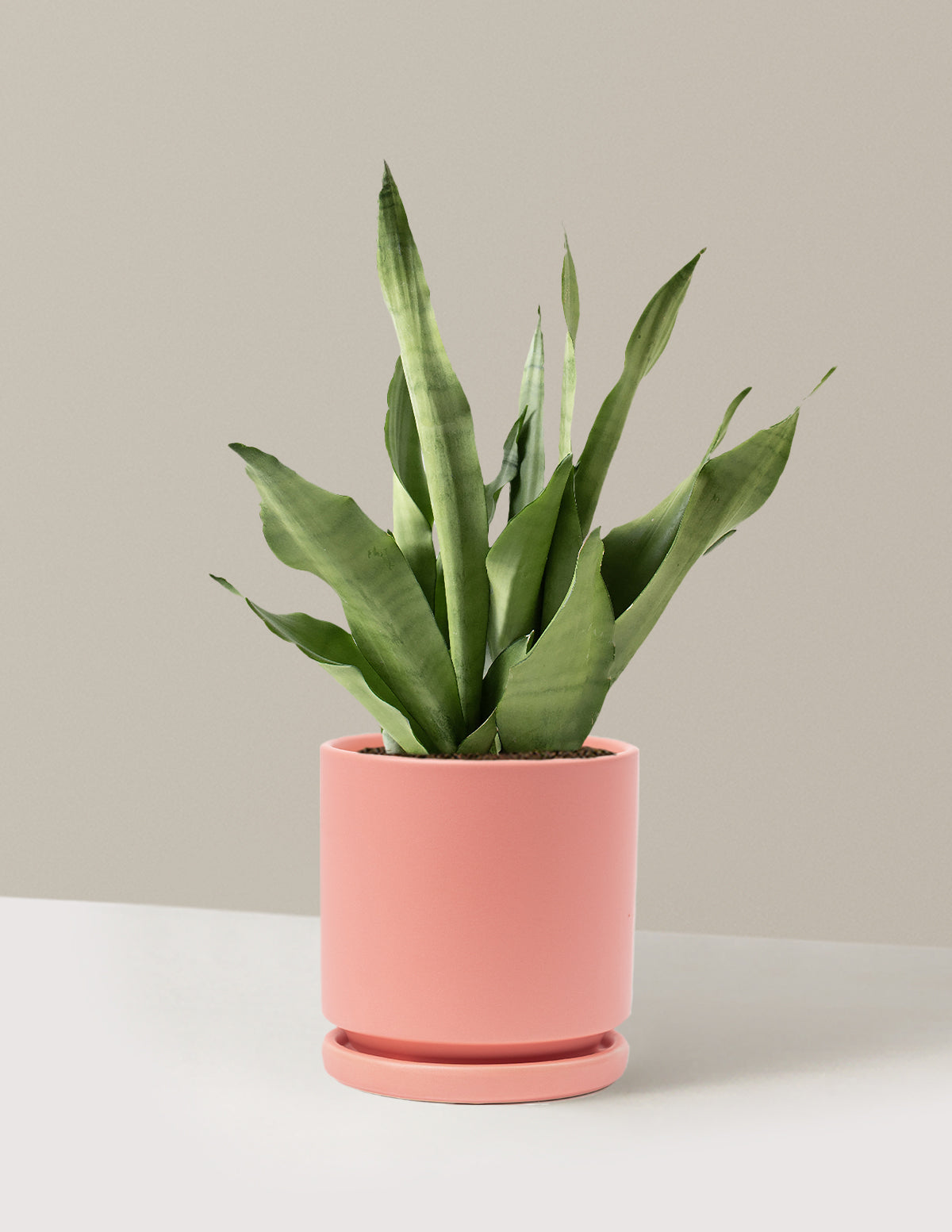 Moonshine Snake Plant