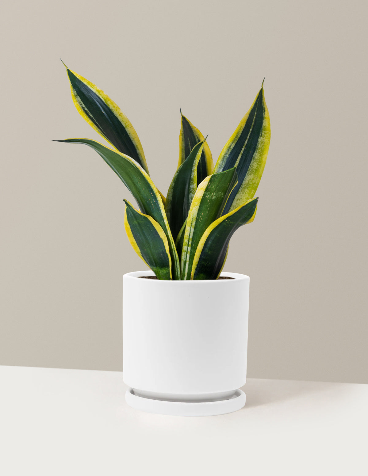 Snake Plant Black Gold