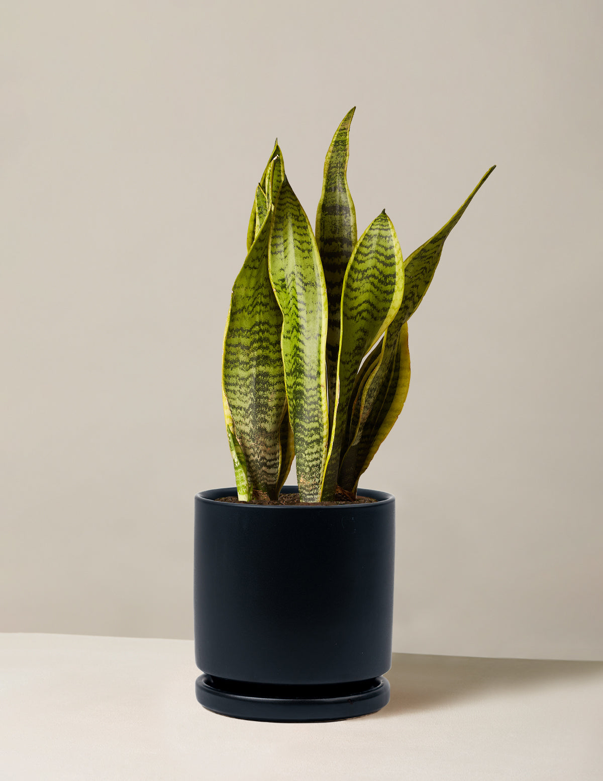 Snake Plant Laurentii