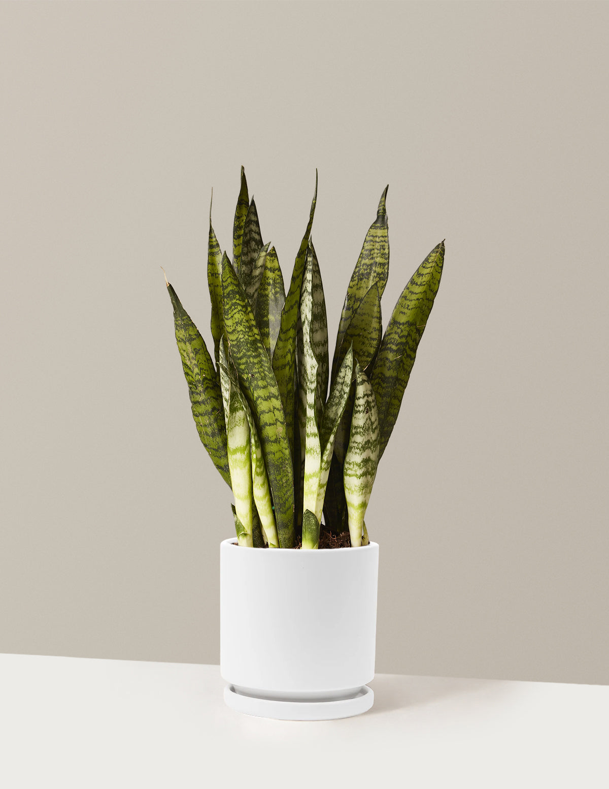 Snake Plant Zeylanica