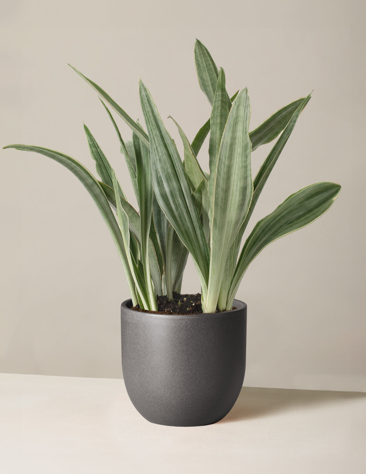 Snake Plant Sayuri