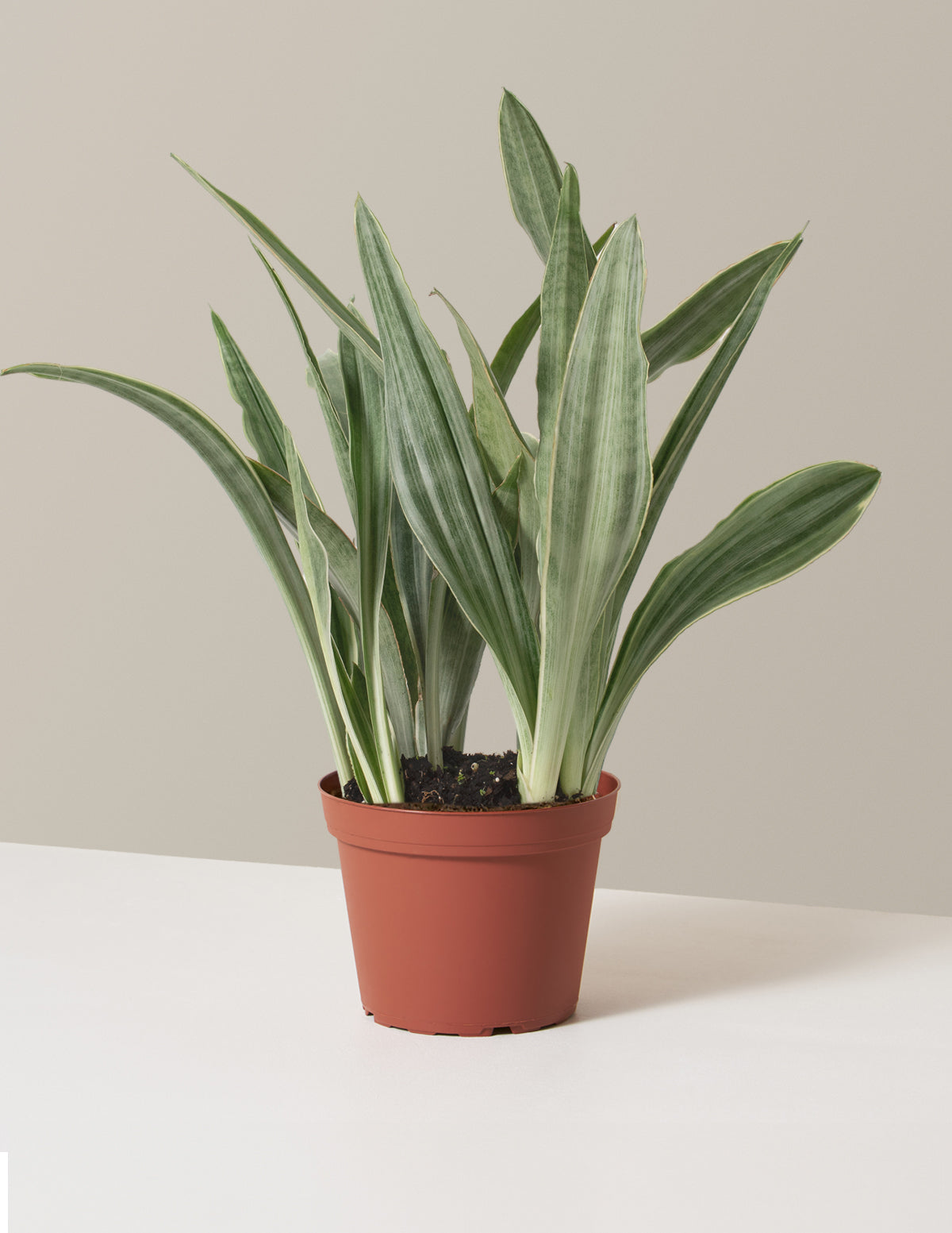Snake Plant Sayuri