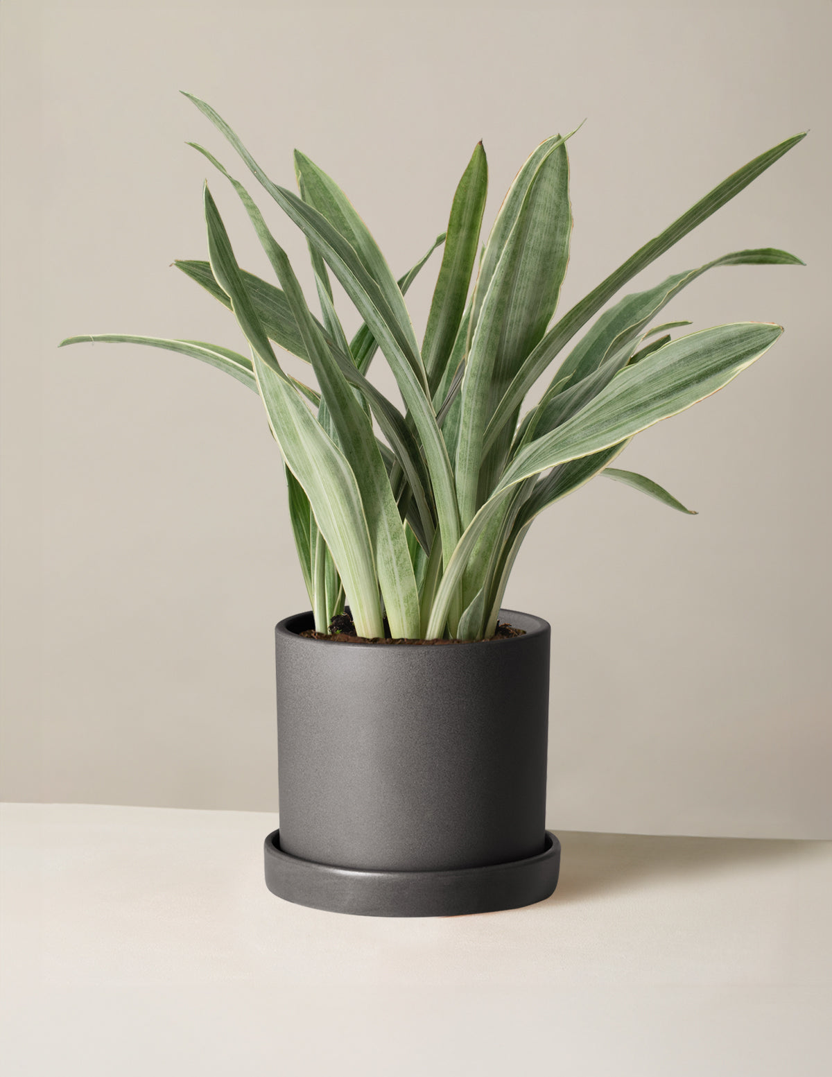 Snake Plant Sayuri