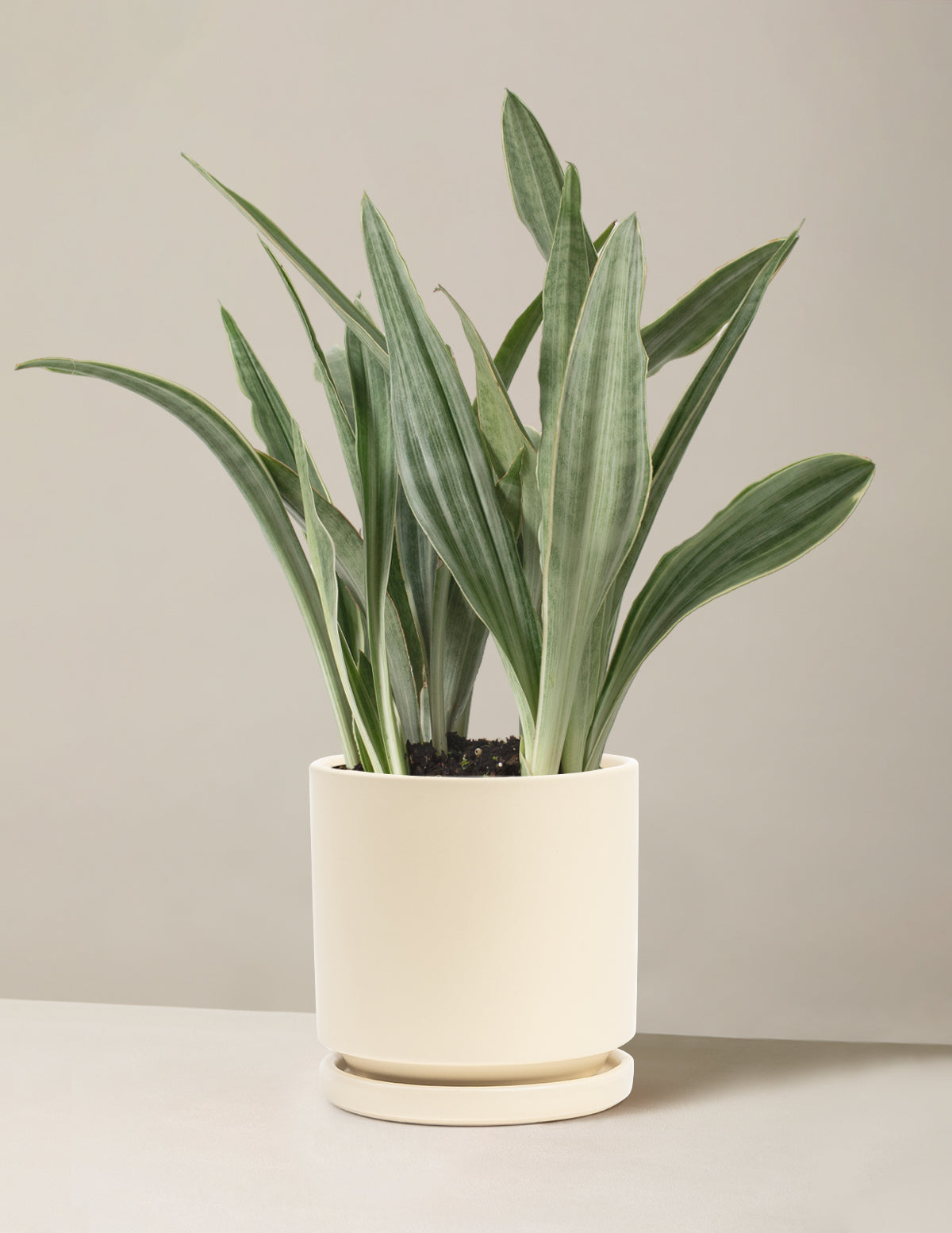 Snake Plant Sayuri
