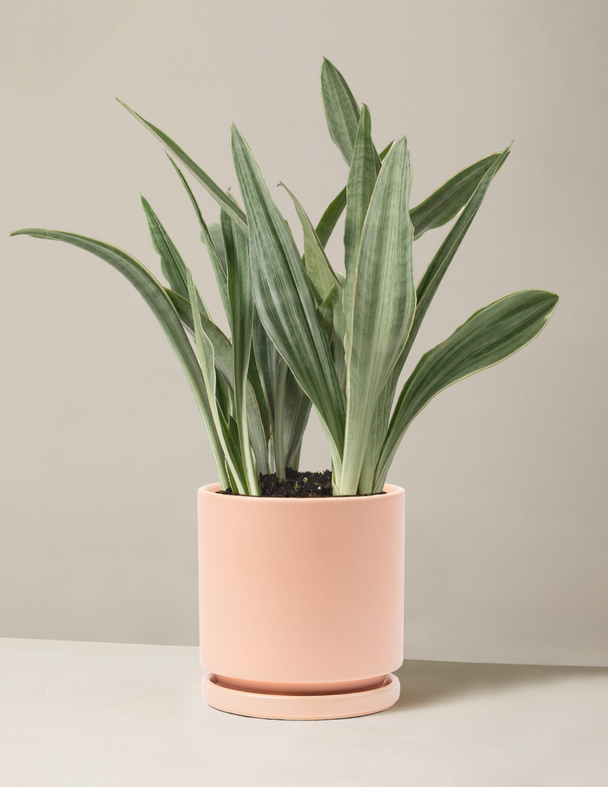Snake Plant Sayuri
