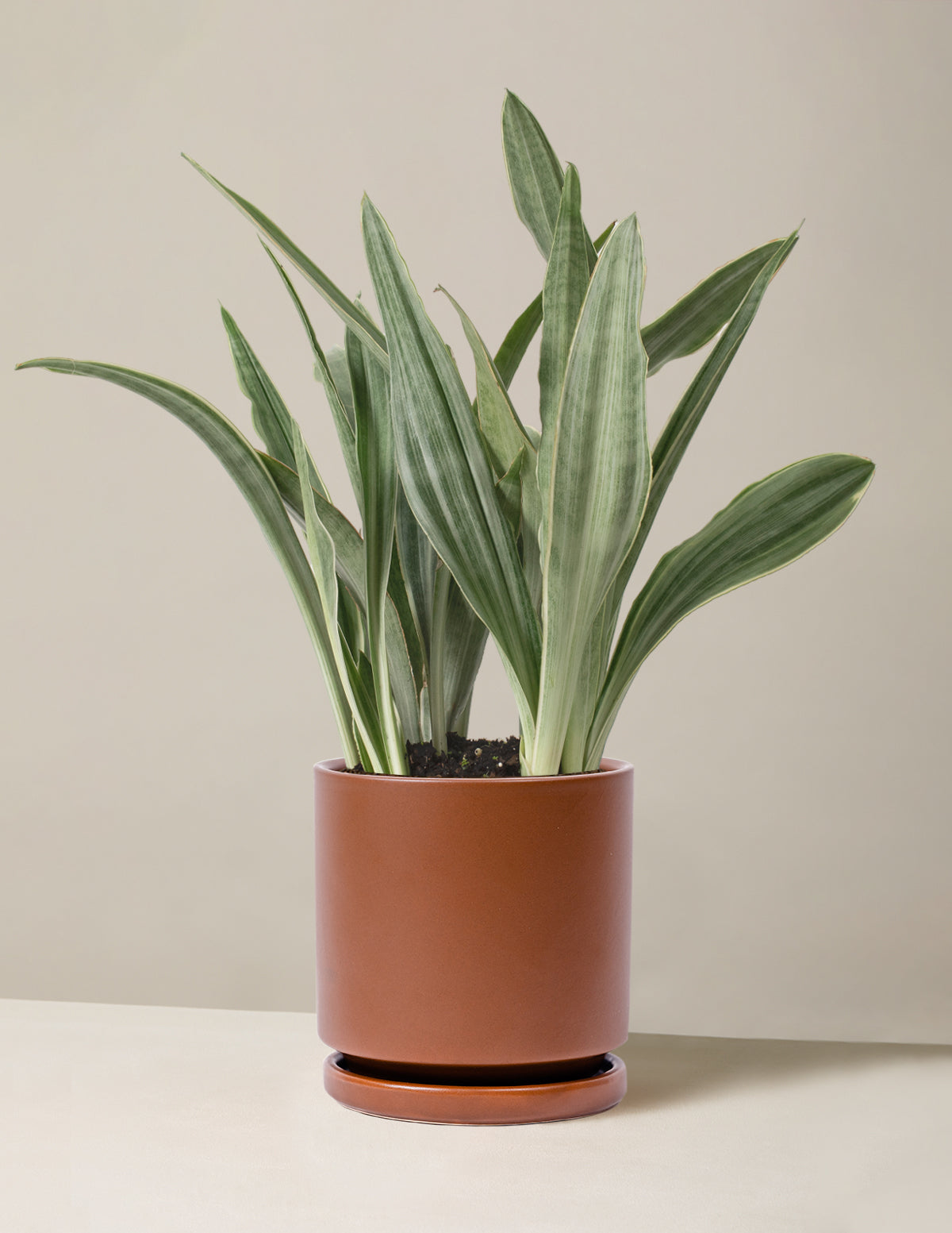 Snake Plant Sayuri