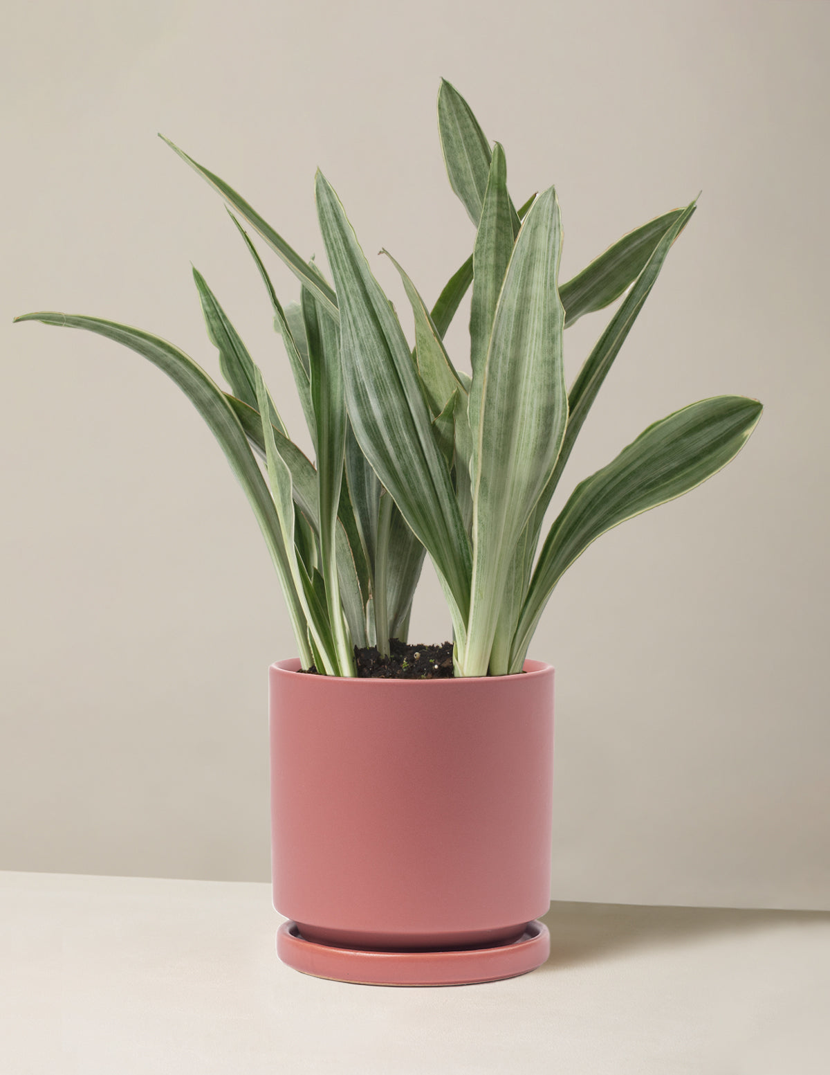 Snake Plant Sayuri