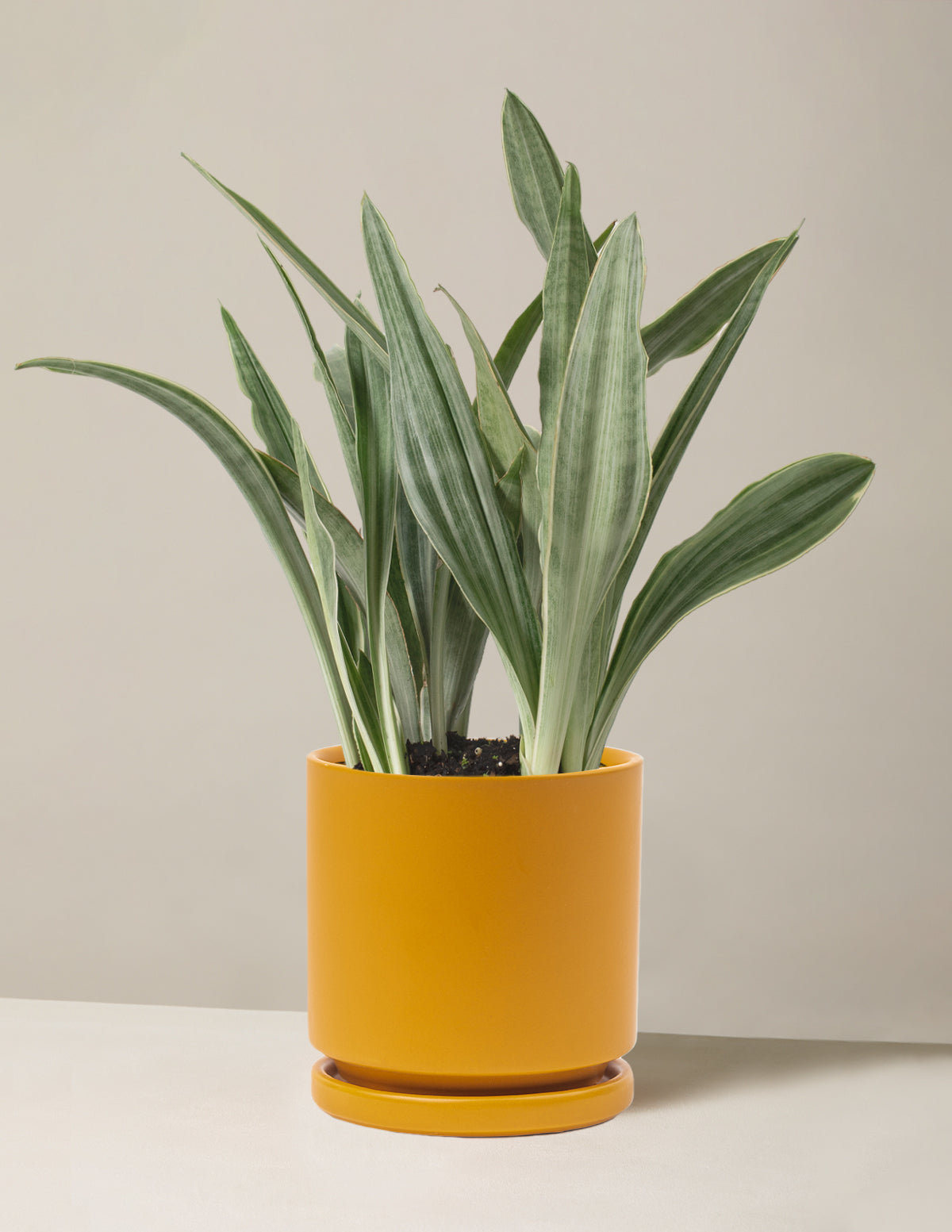 Snake Plant Sayuri