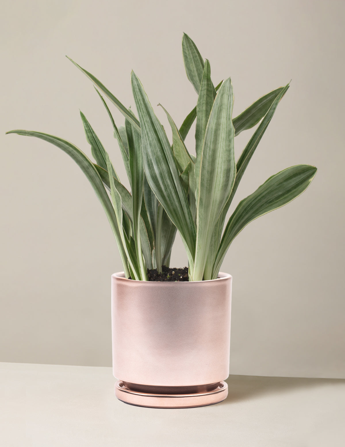 Snake Plant Sayuri