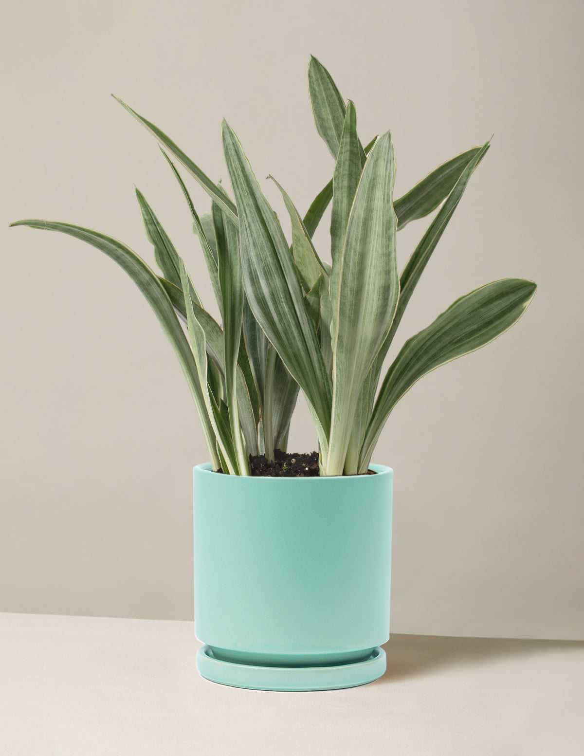 Snake Plant Sayuri
