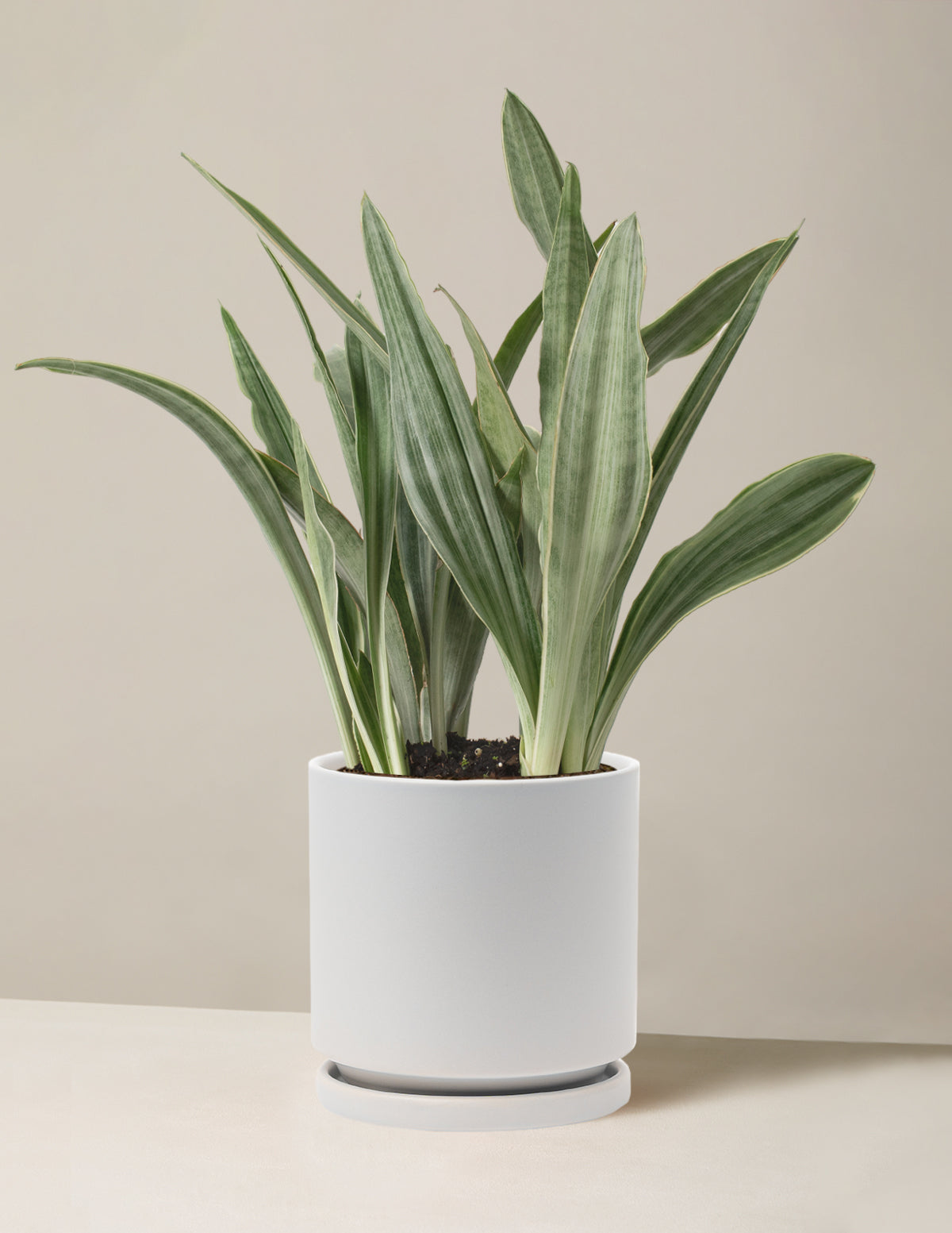 Snake Plant Sayuri
