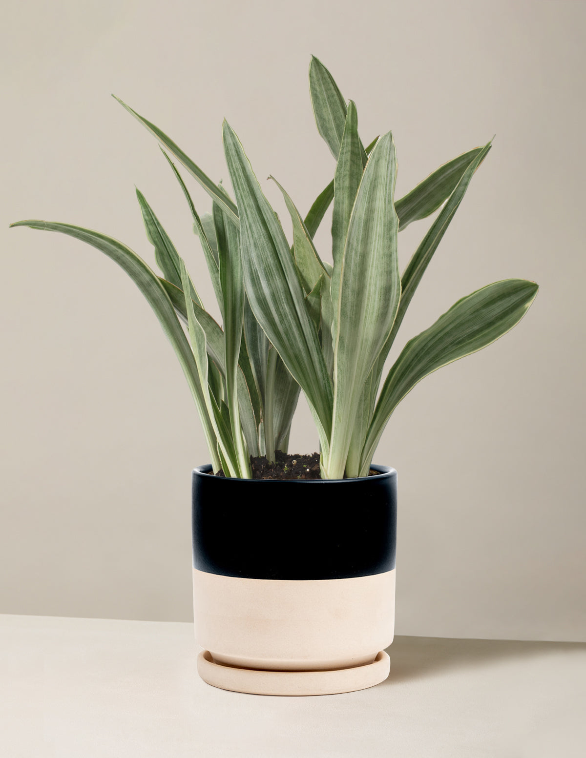Snake Plant Sayuri