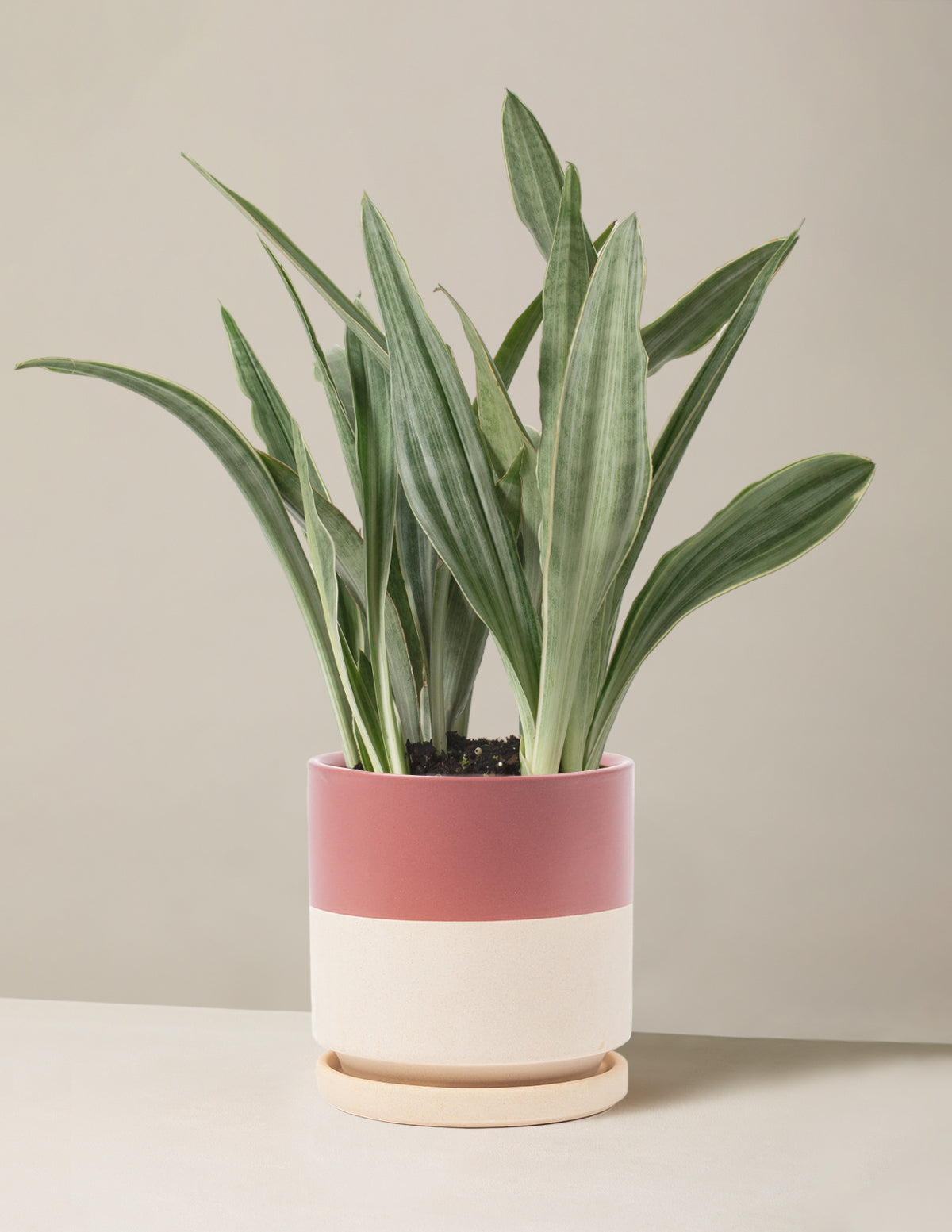 Snake Plant Sayuri