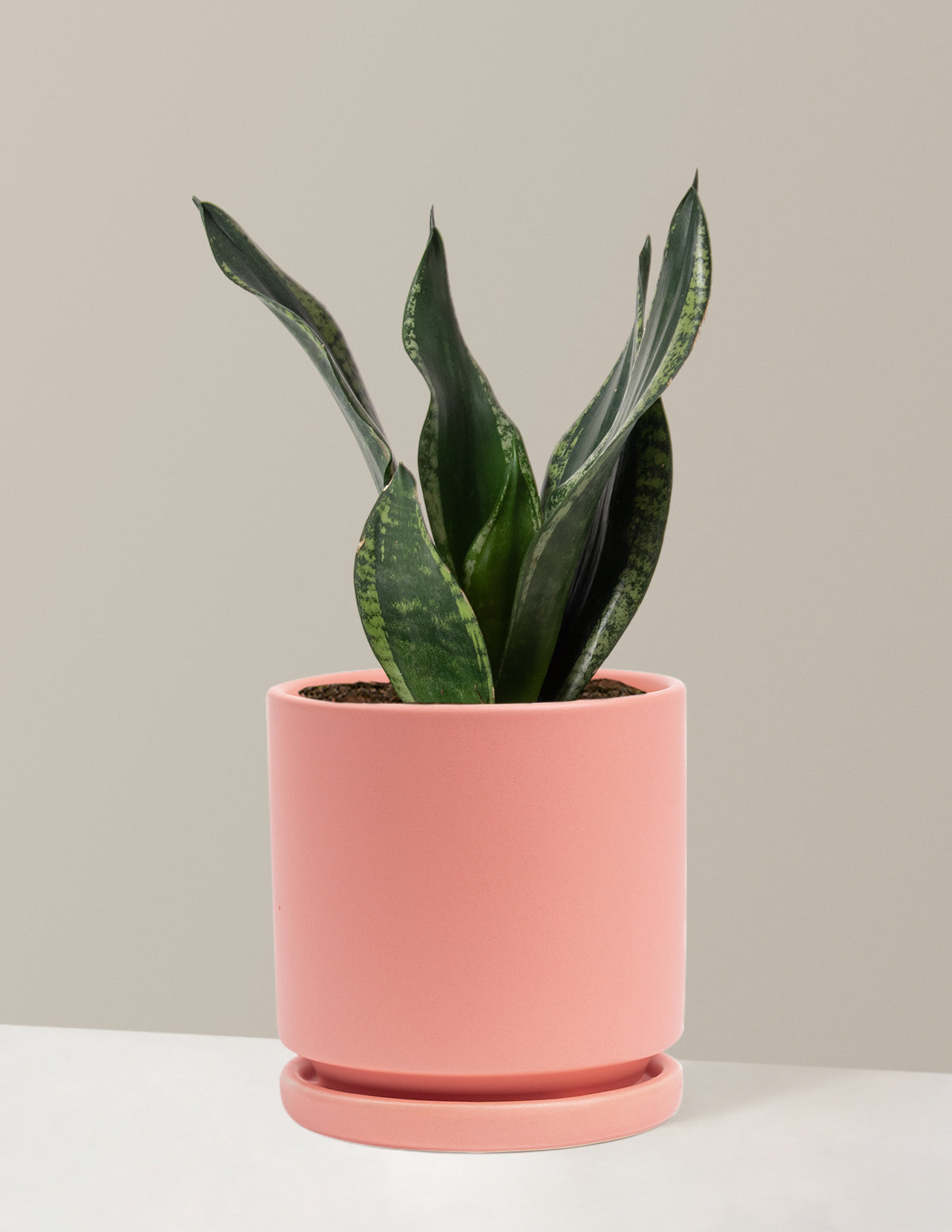 Snake Plant Silver Flame