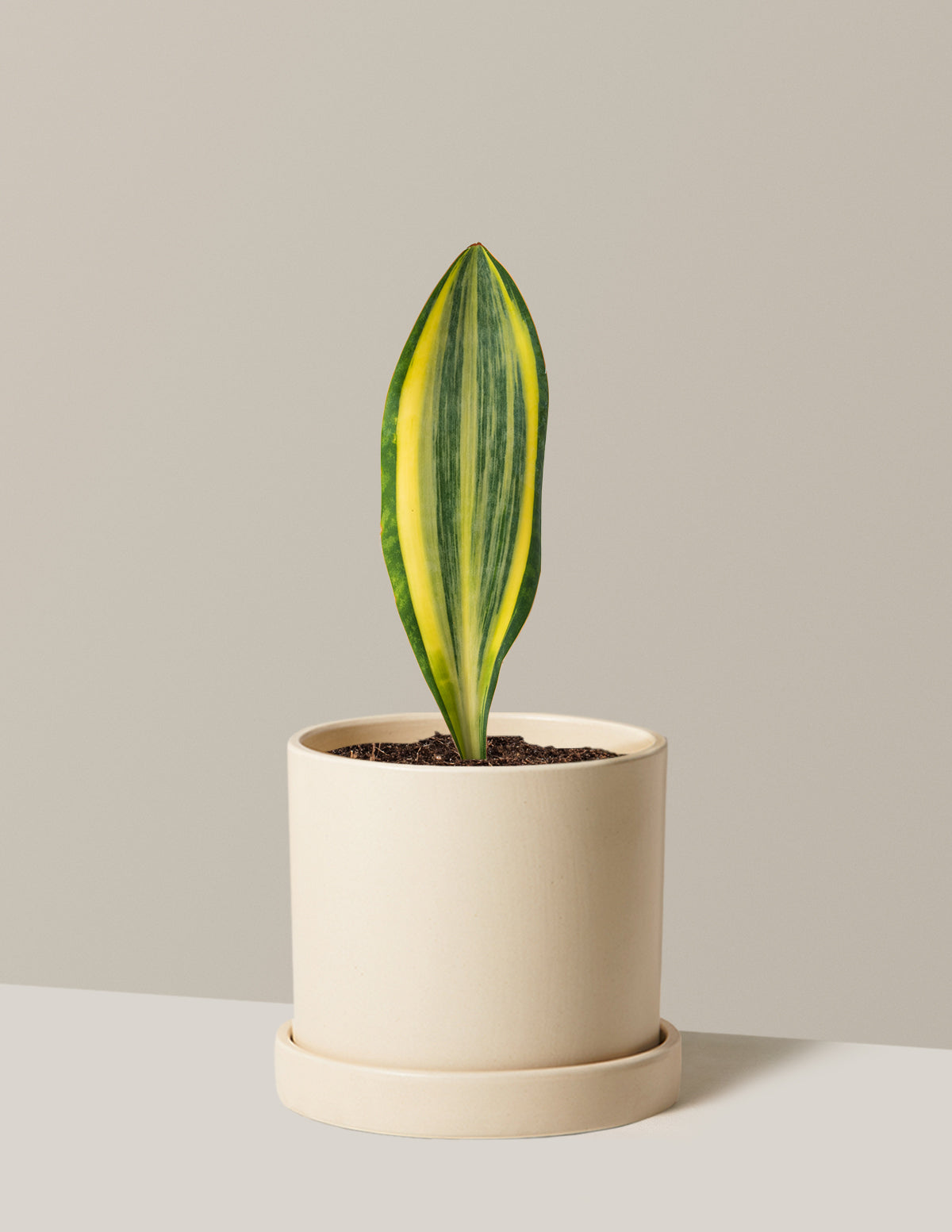 Variegated Whale Fin Snake Plant