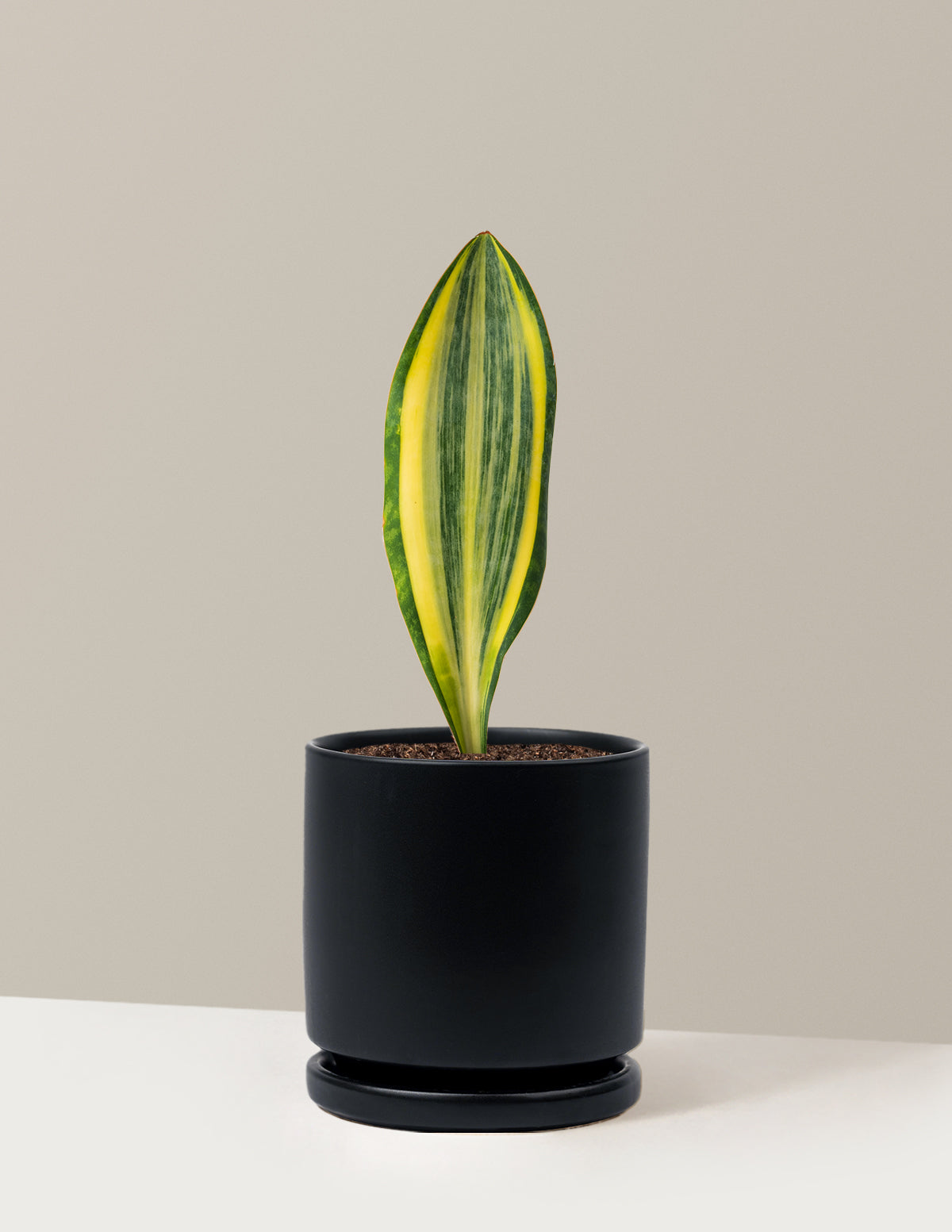 Variegated Whale Fin Snake Plant