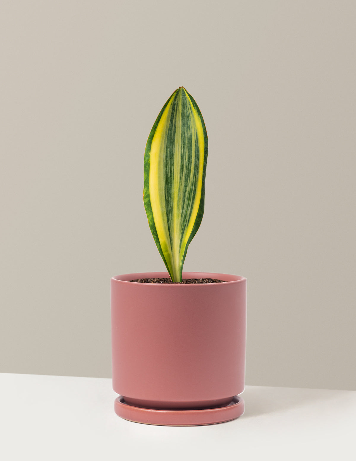 Variegated Whale Fin Snake Plant
