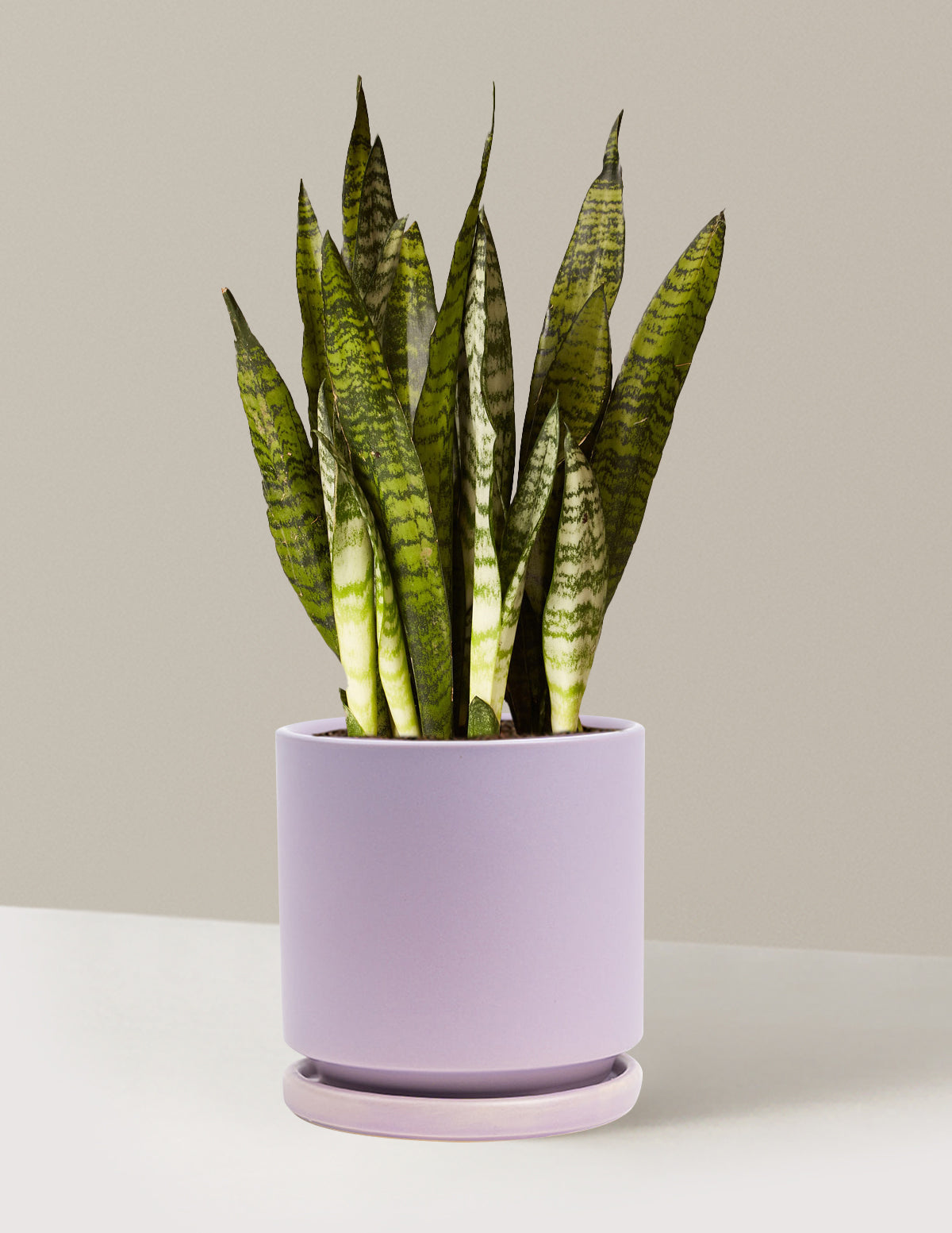 Snake Plant Zeylanica