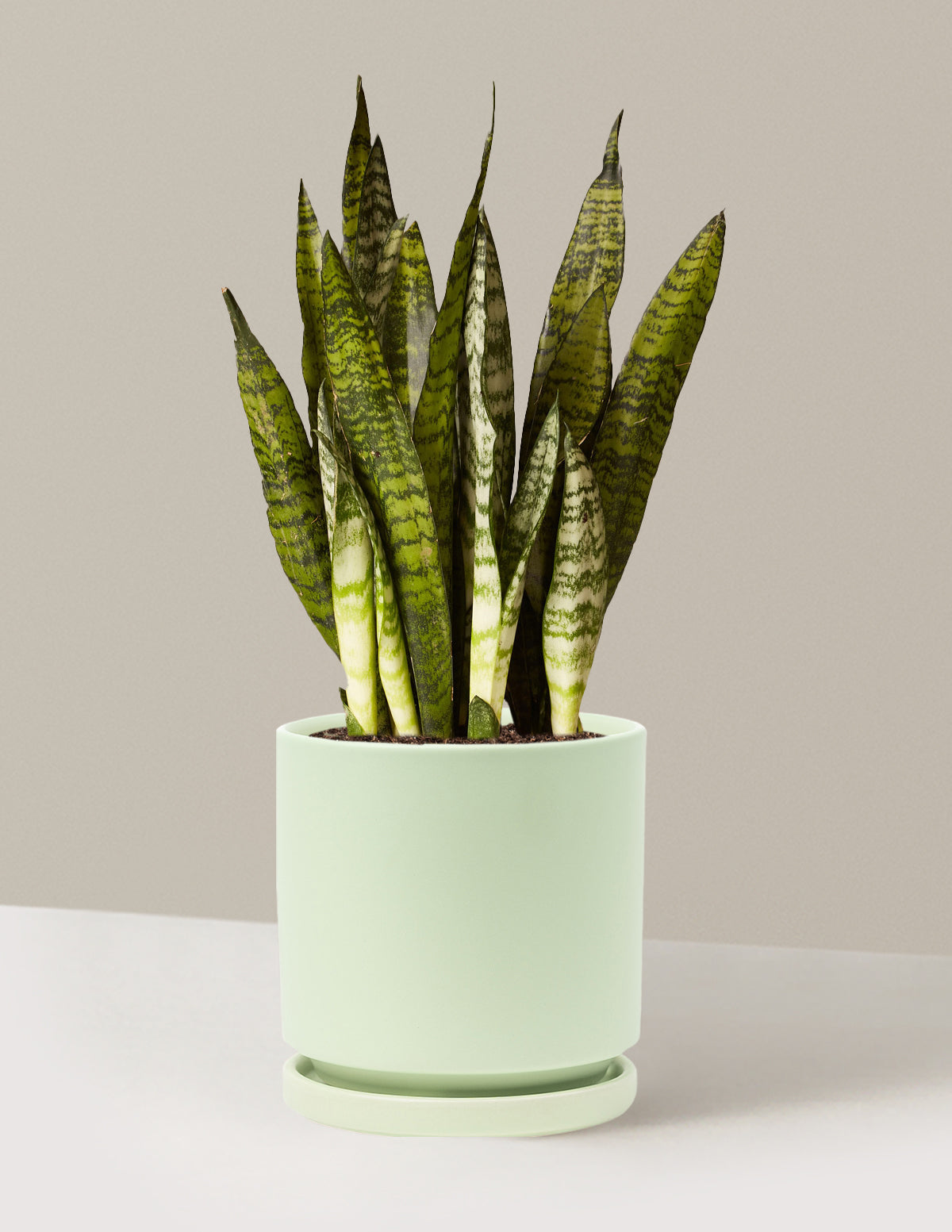 Snake Plant Zeylanica